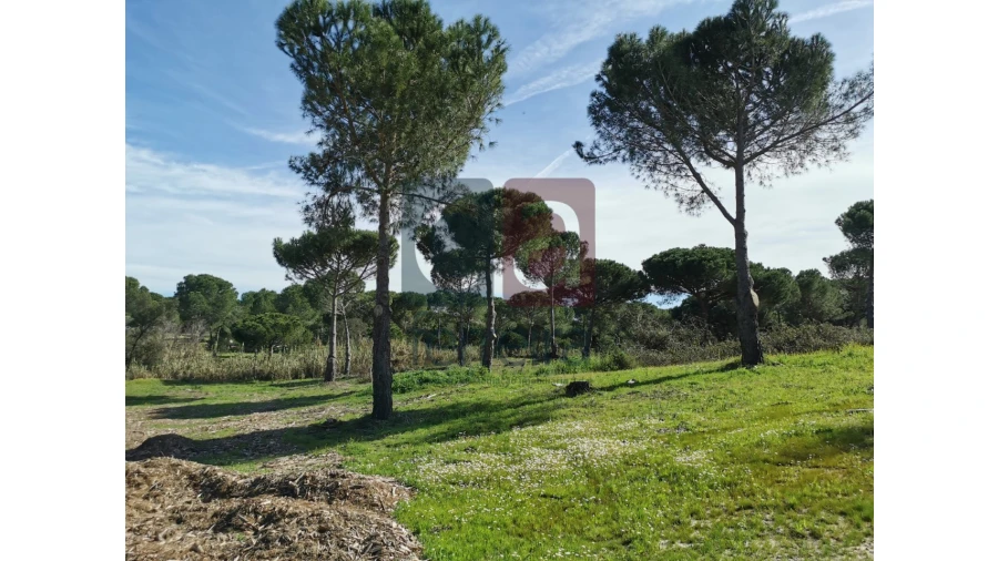 Terreno para Venda em Couço Foto 5