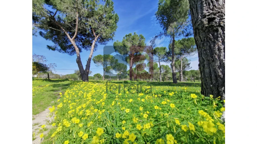 Terreno para Venda em Couço Foto 17