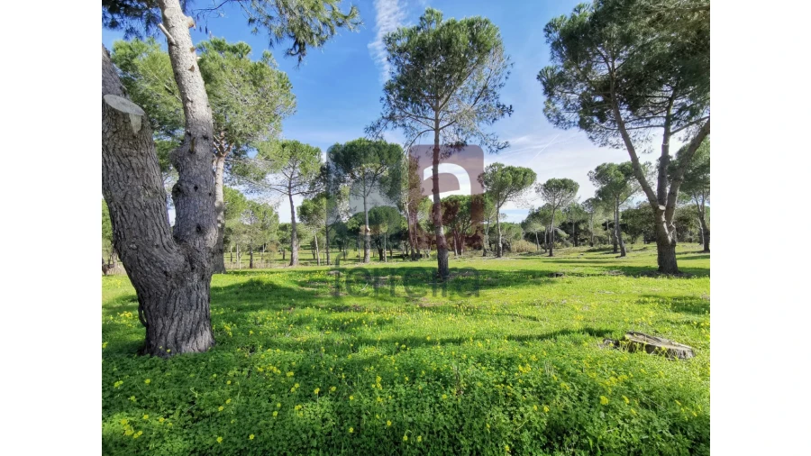 Terreno para Venda em Couço Foto 18