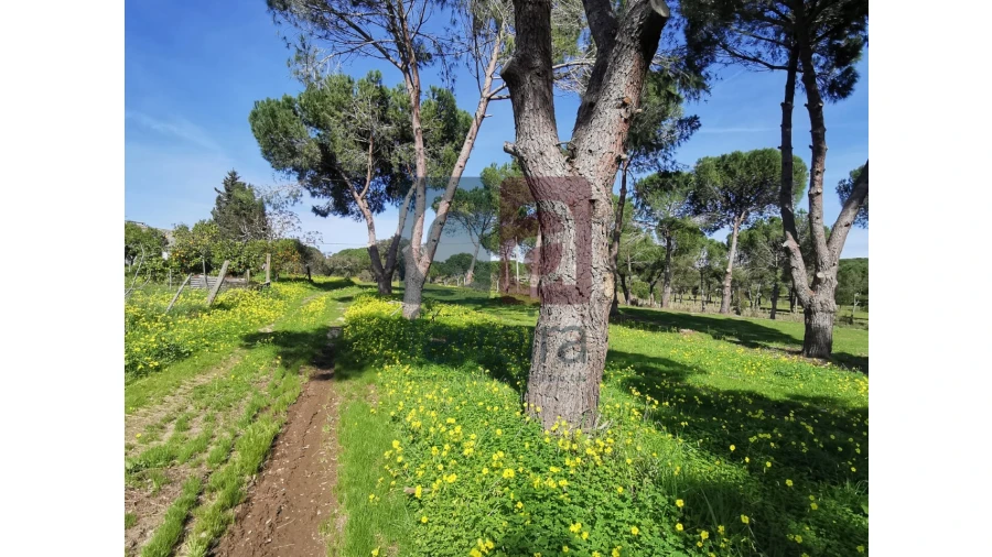 Terreno para Venda em Couço Foto 27