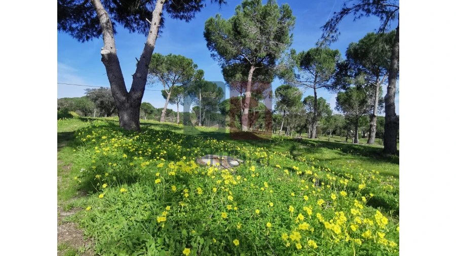 Terreno para Venda em Couço Foto 29