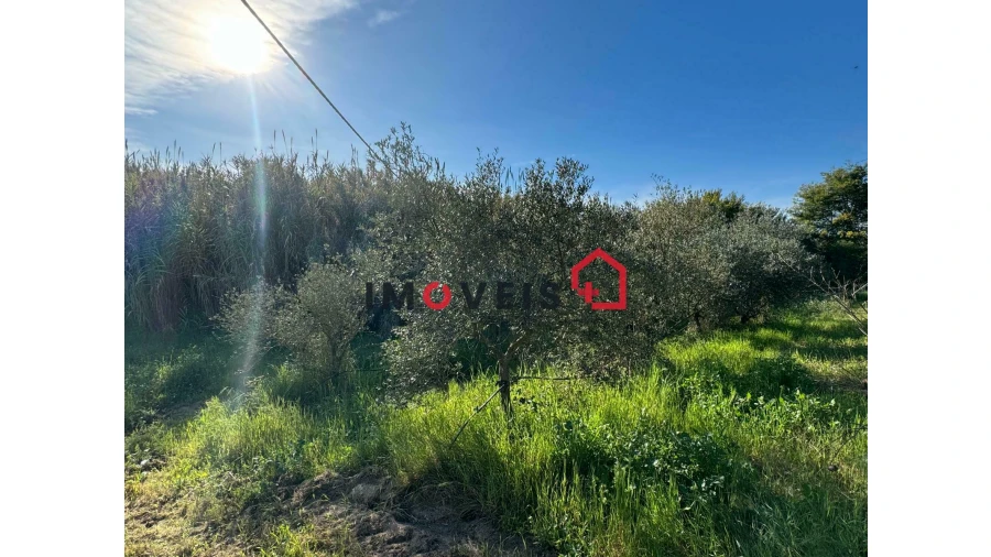 Moradia T2 para Venda em Benfica do Ribatejo Foto 20