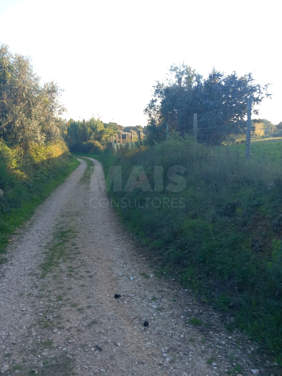 Terreno para Venda em Paialvo Foto 2