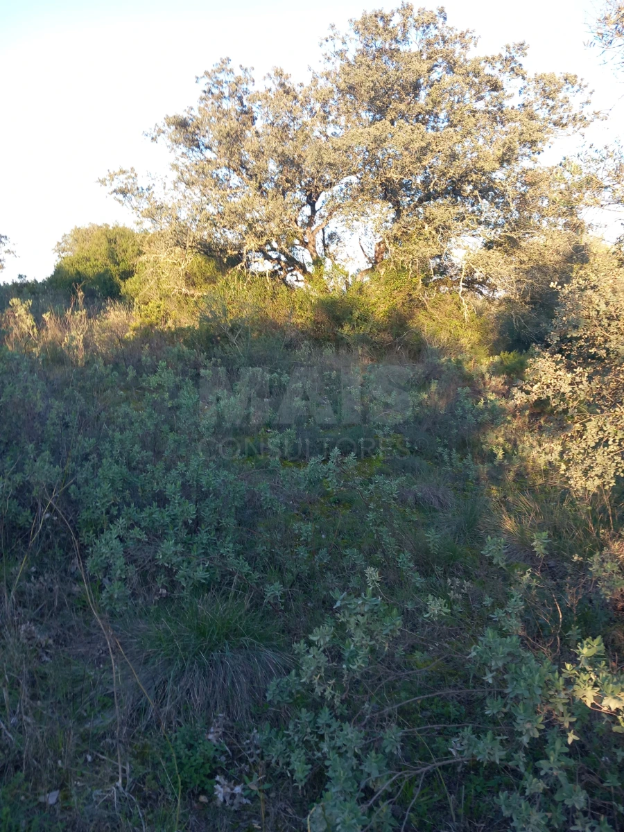 Terreno para Venda em Paialvo Foto 1