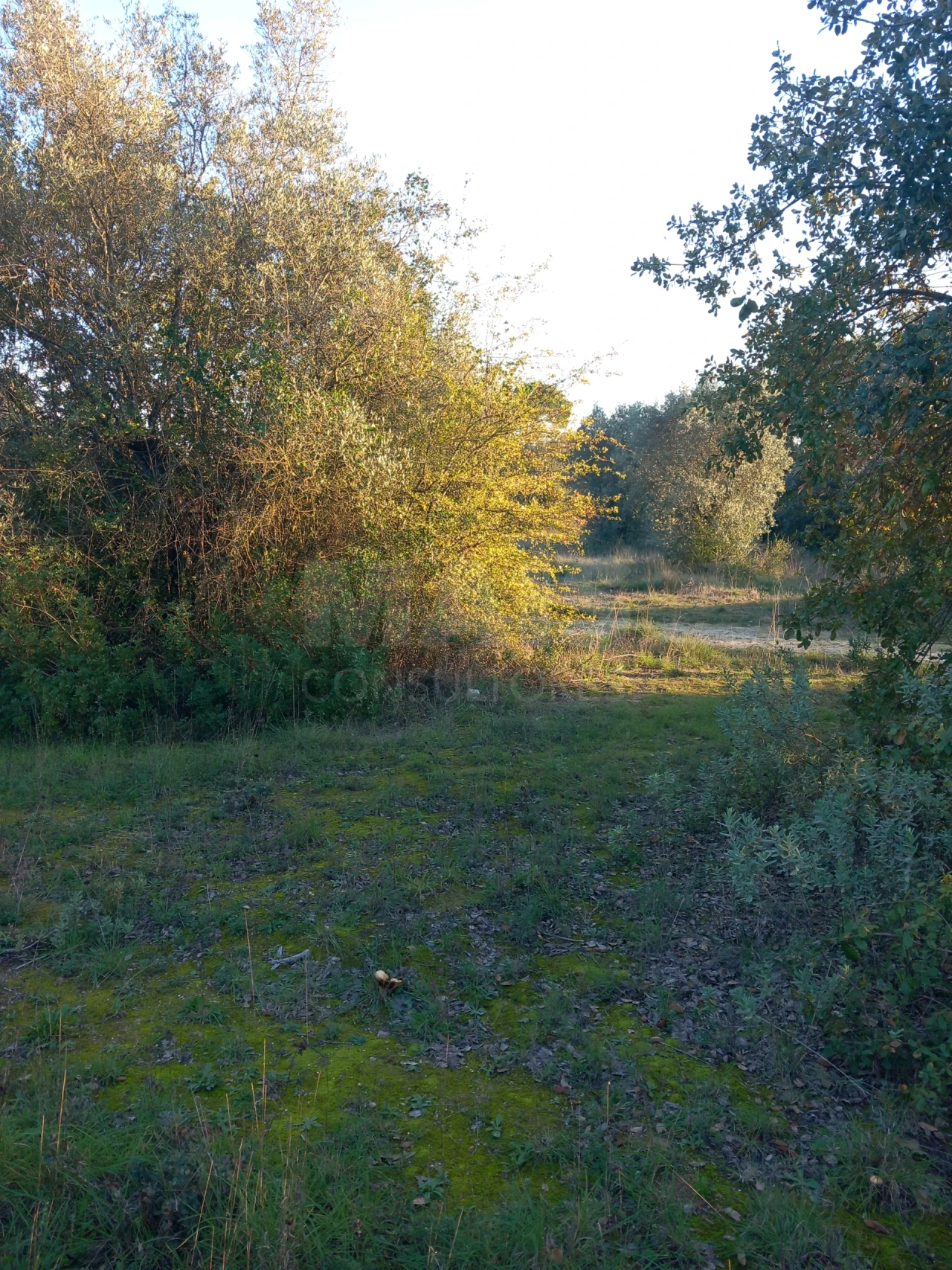 Terreno para Venda em Paialvo Foto 3