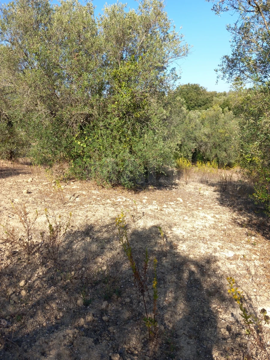 Terreno para Venda em Olaia e Paço