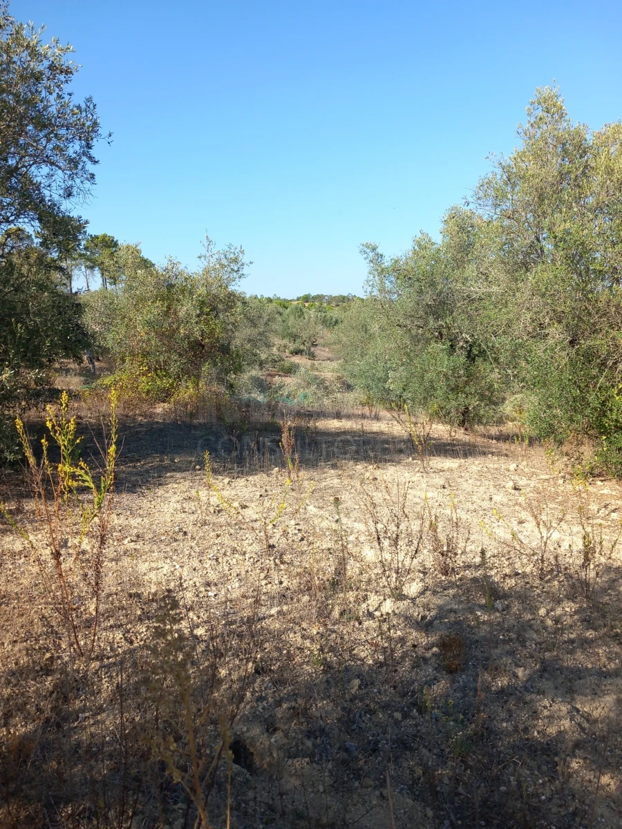 Terreno para Venda em Olaia e Paço Foto 3