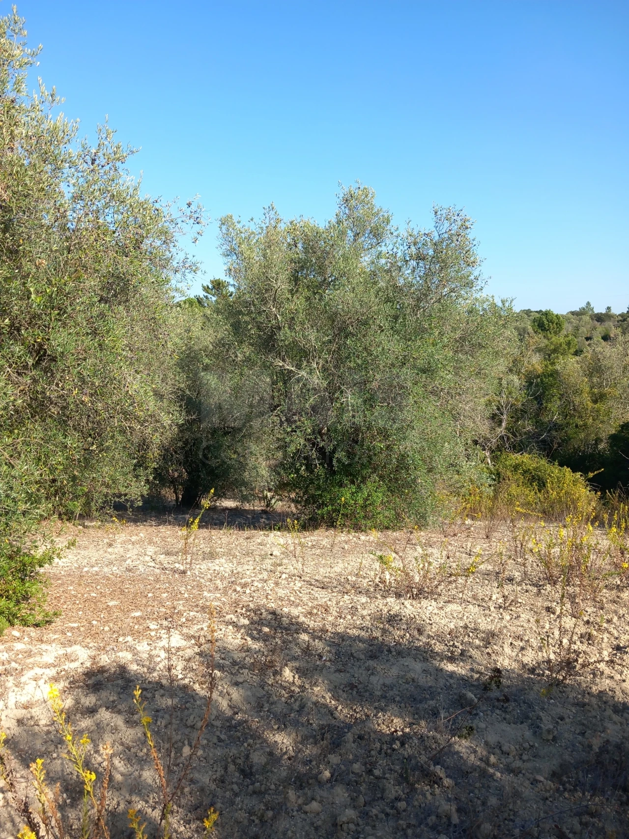 Terreno para Venda em Olaia e Paço Foto 4
