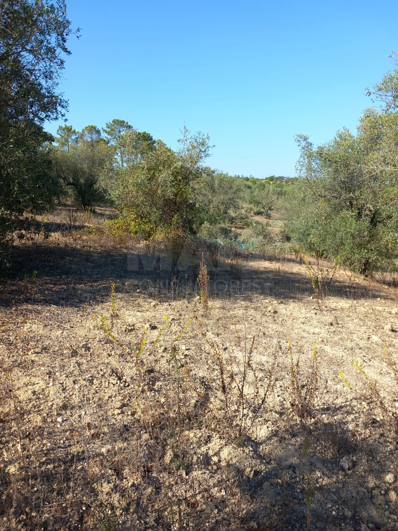 Terreno para Venda em Olaia e Paço Foto 2