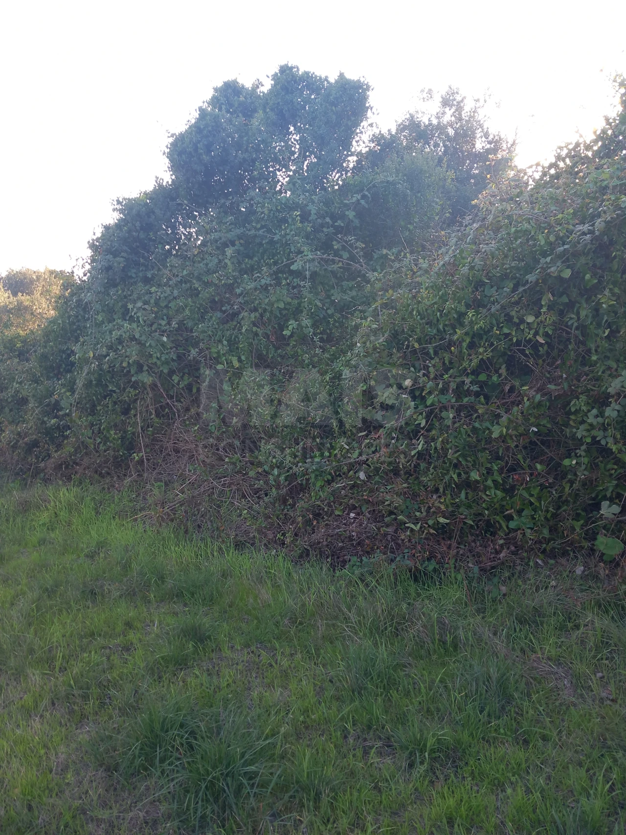 Terreno para Venda em Paialvo Foto 2