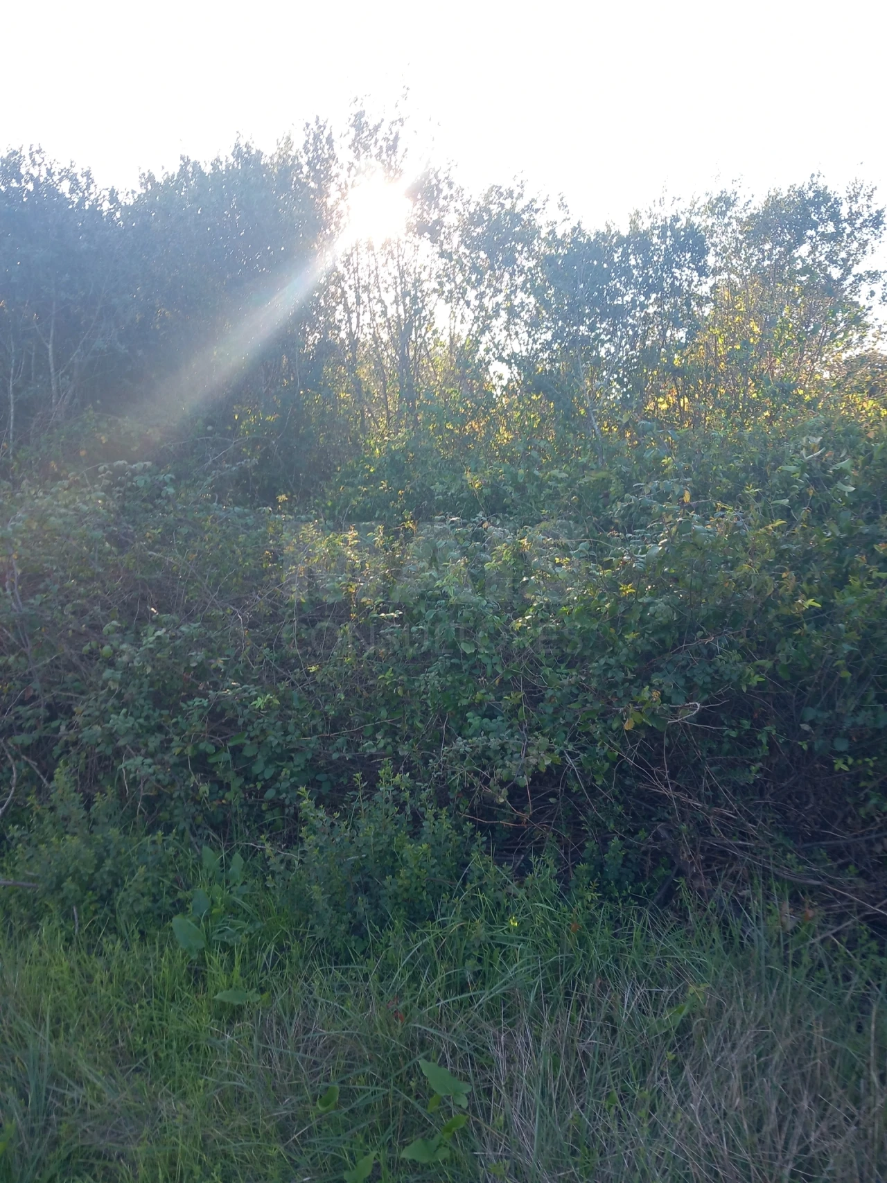 Terreno para Venda em Paialvo Foto 1