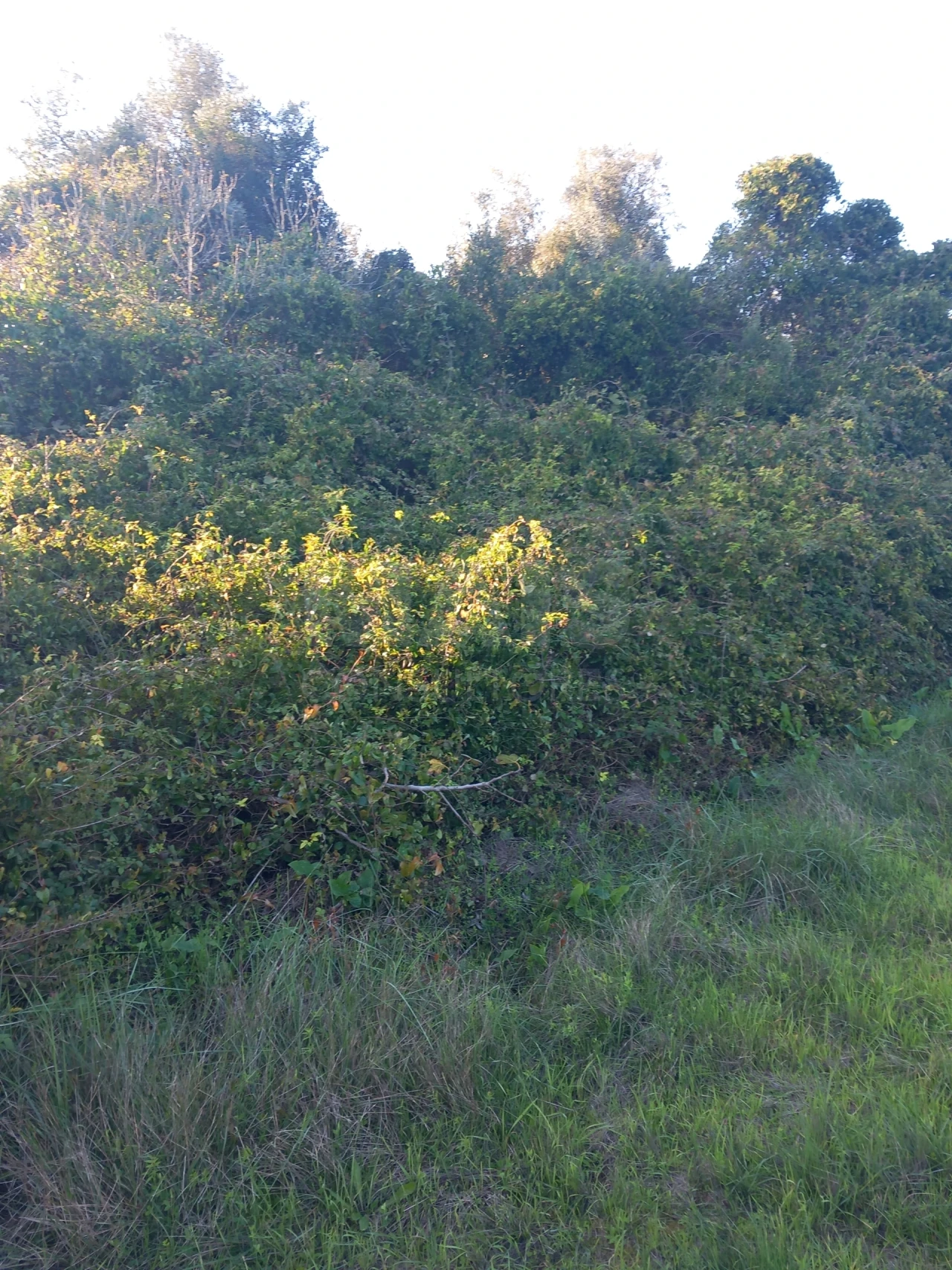 Terreno para Venda em Paialvo Foto 4