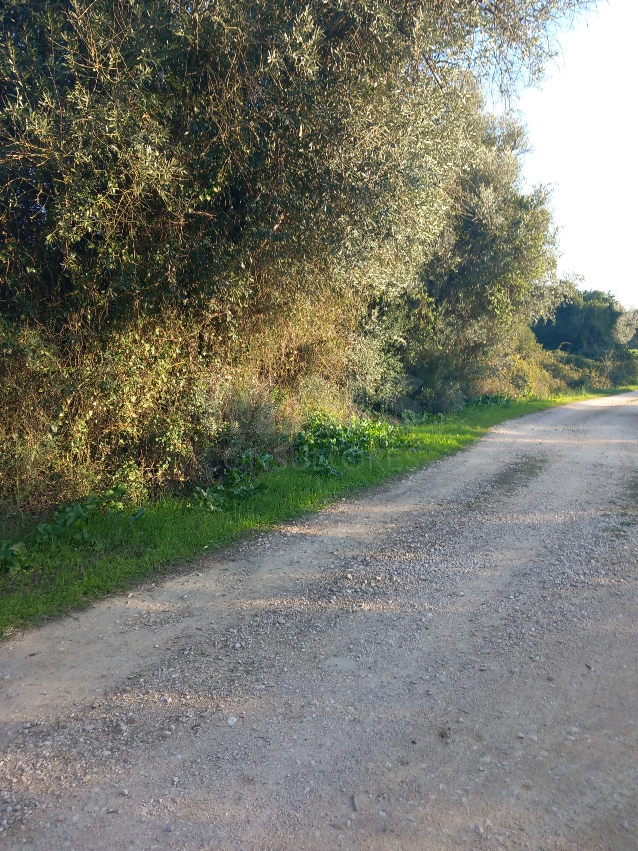 Terreno para Venda em Paialvo Foto 3