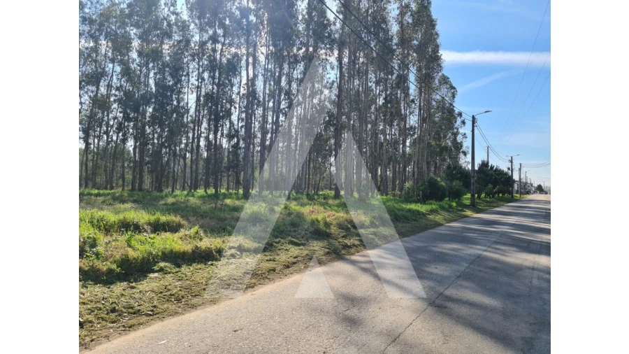 Terreno para Venda em Macinhata do Vouga Foto 16
