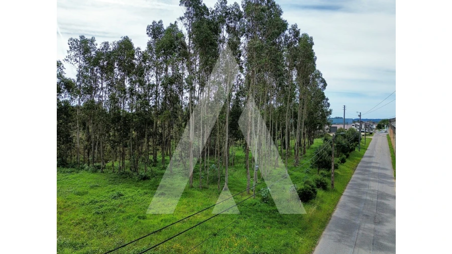 Terreno para Venda em Macinhata do Vouga Foto 9