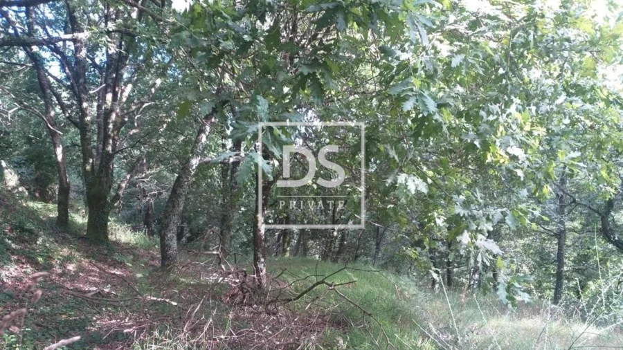 Terreno para Venda em Valdosende Foto 8