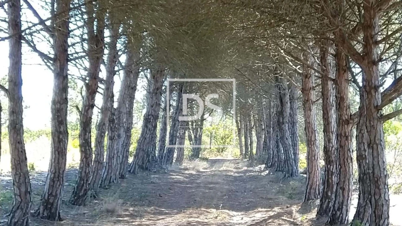 Terreno para Venda em Bordeira Foto 1