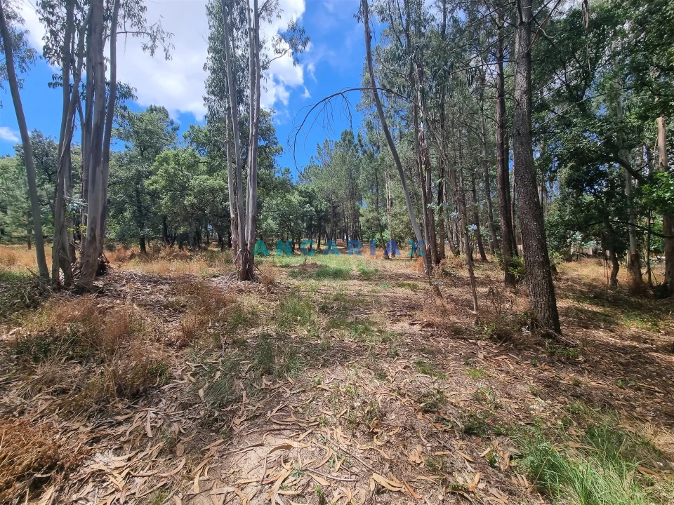 Terreno para Venda em Porto de Mós - São João Baptista e São Pedro Foto 20