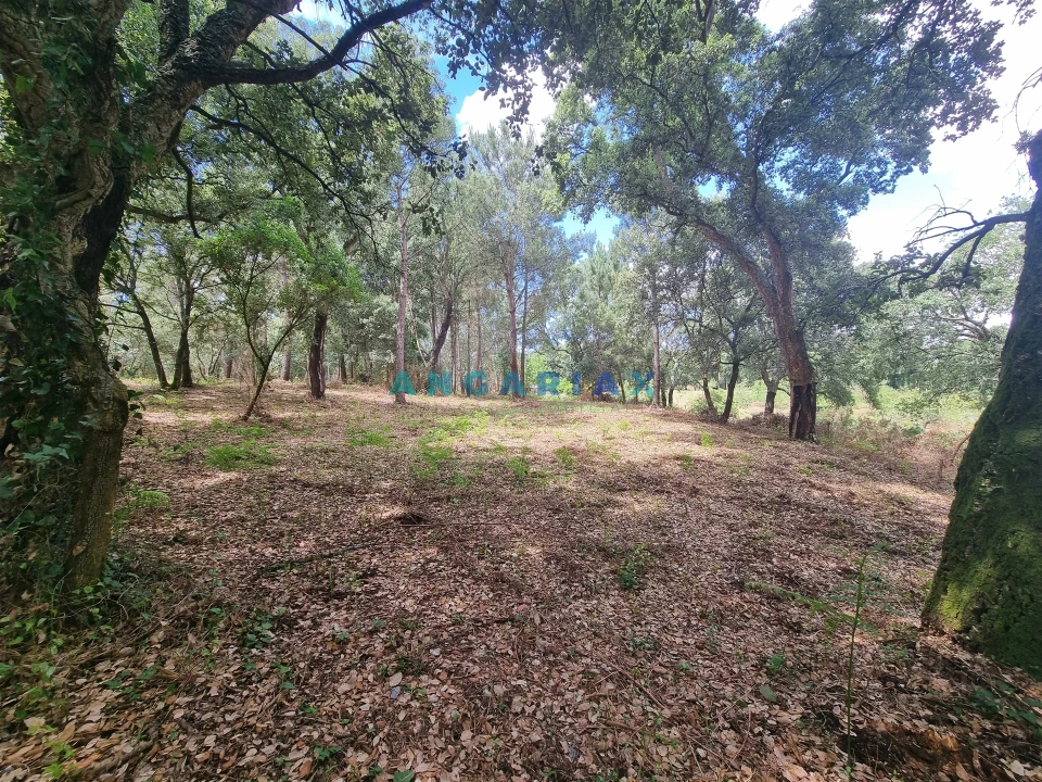 Terreno para Venda em Porto de Mós - São João Baptista e São Pedro Foto 15
