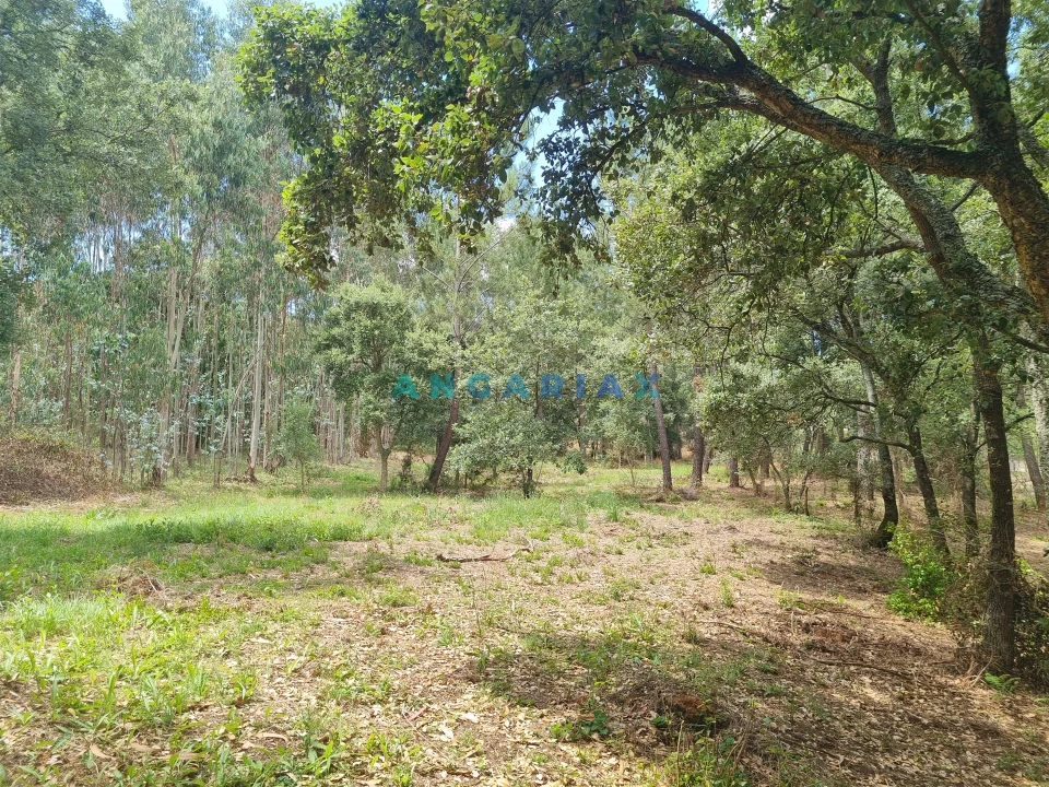 Terreno para Venda em Porto de Mós - São João Baptista e São Pedro Foto 13
