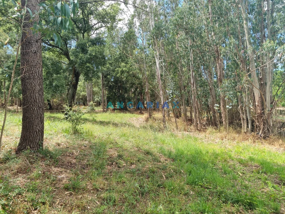 Terreno para Venda em Porto de Mós - São João Baptista e São Pedro Foto 18