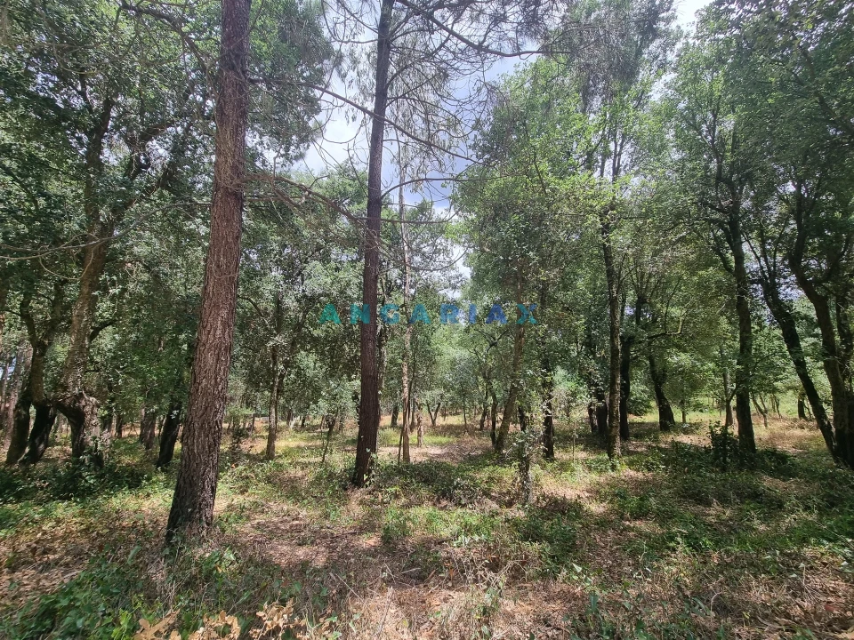Terreno para Venda em Porto de Mós - São João Baptista e São Pedro Foto 7