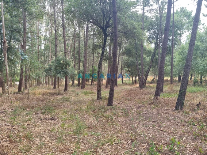 Terreno para Venda em Porto de Mós - São João Baptista e São Pedro Foto 23