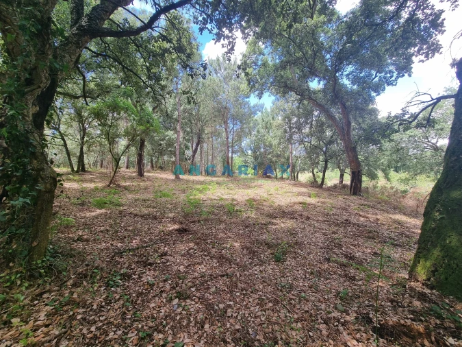 Terreno para Venda em Porto de Mós - São João Baptista e São Pedro Foto 15