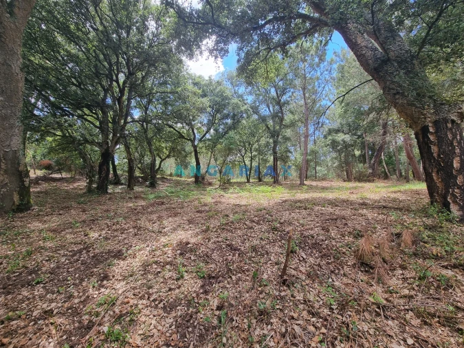 Terreno para Venda em Porto de Mós - São João Baptista e São Pedro Foto 16
