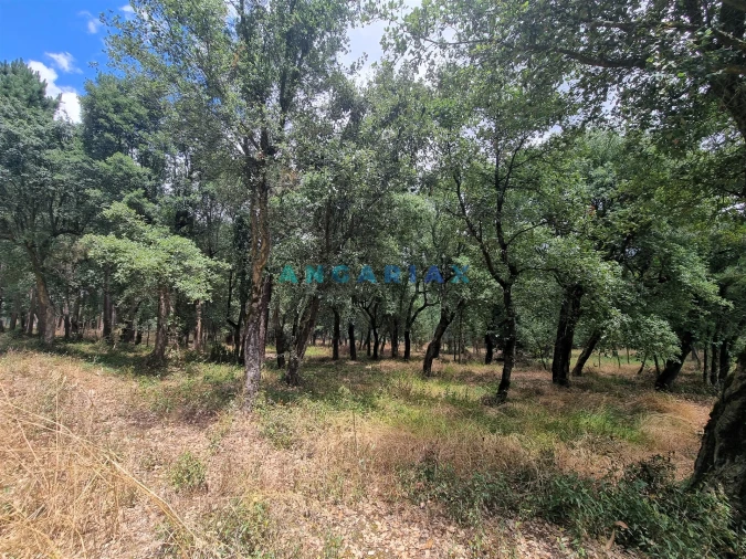 Terreno para Venda em Porto de Mós - São João Baptista e São Pedro Foto 2