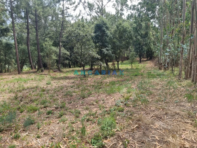 Terreno para Venda em Porto de Mós - São João Baptista e São Pedro Foto 1