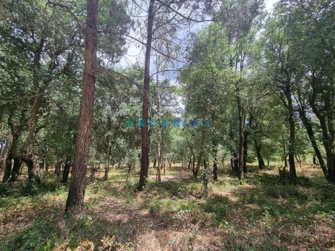 Terreno para Venda em Porto de Mós - São João Baptista e São Pedro Foto 7