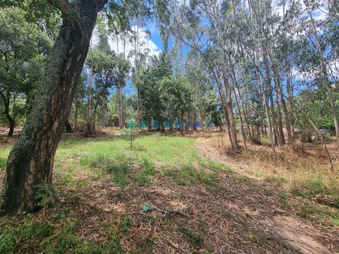 Terreno para Venda em Porto de Mós - São João Baptista e São Pedro Foto 19