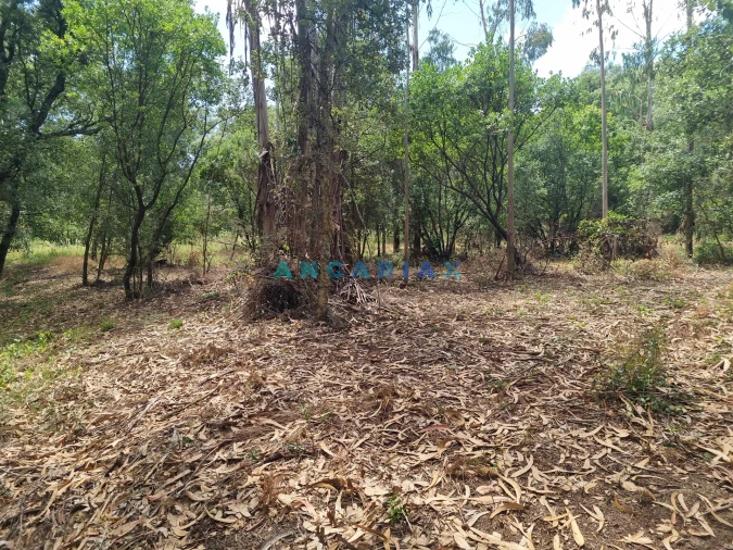 Terreno para Venda em Porto de Mós - São João Baptista e São Pedro Foto 11