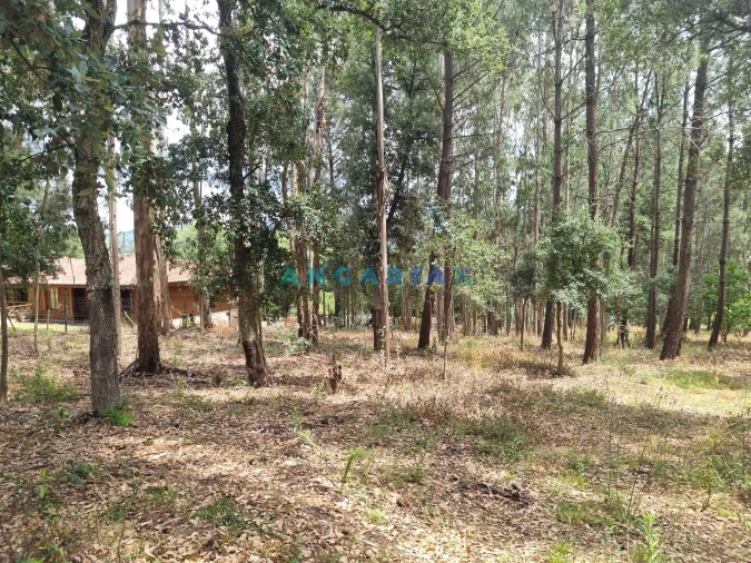 Terreno para Venda em Porto de Mós - São João Baptista e São Pedro Foto 3