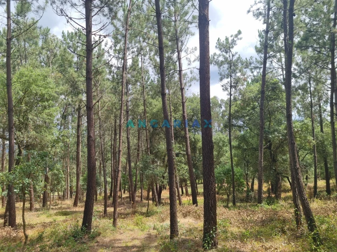 Terreno para Venda em Porto de Mós - São João Baptista e São Pedro Foto 9