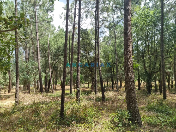 Terreno para Venda em Porto de Mós - São João Baptista e São Pedro Foto 8