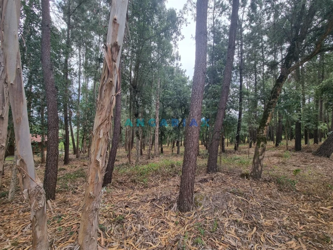 Terreno para Venda em Porto de Mós - São João Baptista e São Pedro Foto 24