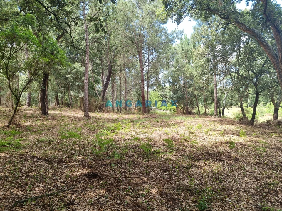 Terreno para Venda em Porto de Mós - São João Baptista e São Pedro Foto 14