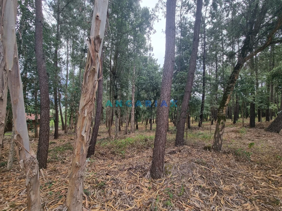 Terreno para Venda em Porto de Mós - São João Baptista e São Pedro Foto 24