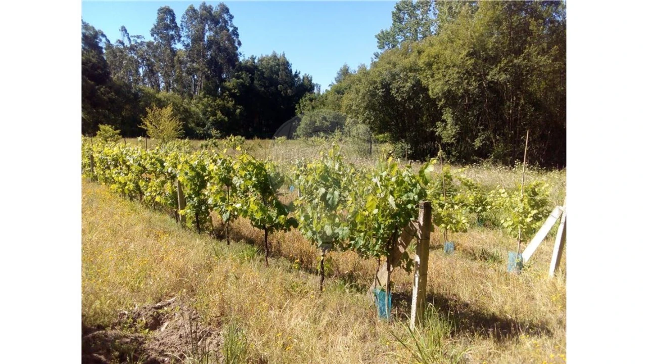 Terreno para Venda em Requeixo, Nossa Senhora de Fátima e Nariz Foto 2