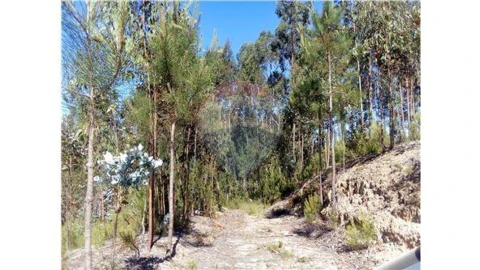 Terreno para Venda em Requeixo, Nossa Senhora de Fátima e Nariz