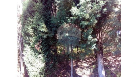 Terreno para Venda em Requeixo, Nossa Senhora de Fátima e Nariz