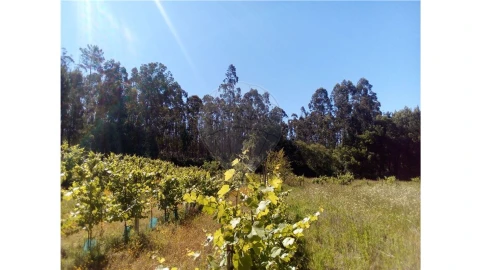 Terreno para Venda em Requeixo, Nossa Senhora de Fátima e Nariz