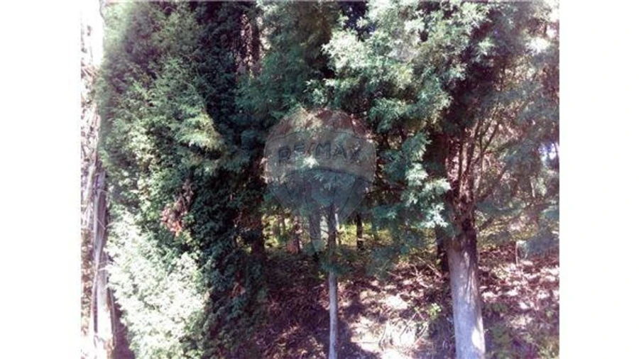 Terreno para Venda em Requeixo, Nossa Senhora de Fátima e Nariz Foto 6
