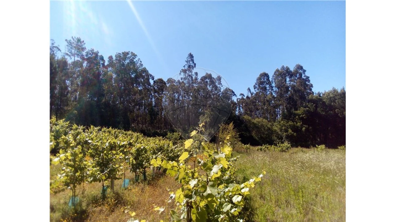 Terreno para Venda em Requeixo, Nossa Senhora de Fátima e Nariz Foto 5