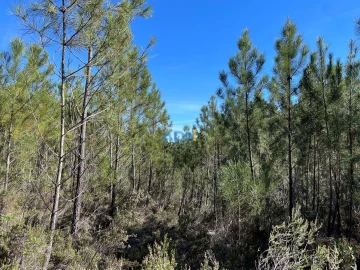 Terreno para Venda em Santo Andre das Tojeiras