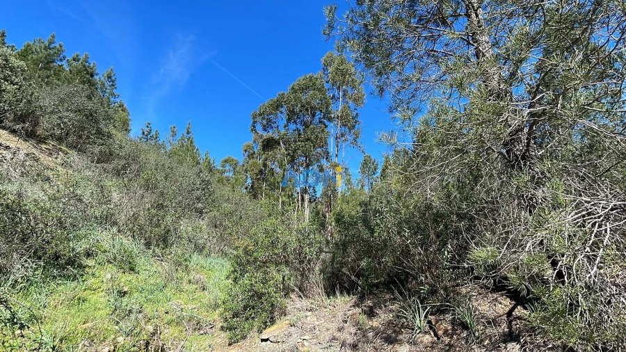 Terreno para Venda em Santo Andre das Tojeiras Foto 4
