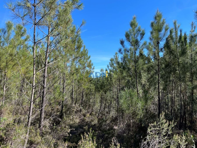 Terreno para Venda em Santo Andre das Tojeiras Foto 6