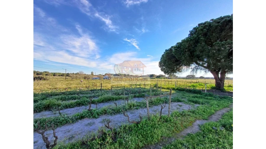 Quinta T7 para Venda em Grândola e Santa Margarida da Serra Foto 14